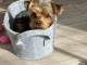 Je donne chiot Yorkshire 