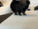 Chiots spitz nain noir &agrave; adopter 