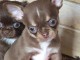 Chiots chihuahua disponible 