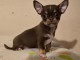 Adorable chiot chihuahua femelle a donner 