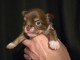Chiots chihuahua disponible 