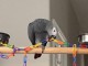 Perroquet gris du Gabon disponible de suite 