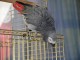 Adopter perroquet gris du Gabon 