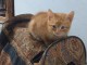 chaton roux disponible a donner 