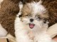 chiot Shih Tzu m&acirc;le disponible 