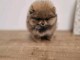 Chiot spitz nain disponible 