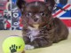 Je donne chiot chihuahua 