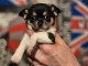 Adoption chiot chihuahua disponible 