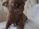Je donne chiot chihuahua femelle 