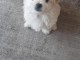 chiots bichon maltais &agrave; adopter 