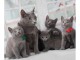 Chatons bleu russe pure race d&eacute;j&agrave; sevr&eacute;s