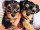 Adorable chiot York toy &agrave; vendre 