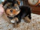 chiots Yorkshire m&acirc;le a donner 