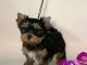 Je donne chiot Yorkshire magnifique 