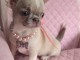 chiots chihuahua &agrave; vendre adorable 