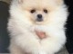 Je vends chiots spitz nain 1400&euro;