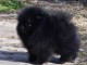 chiots spitz nain disponible 