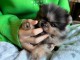 Je vends chiots spitz nain Pom&eacute;ranie 