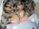 Chiots spitz nain disponible 