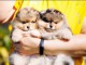 Je vends chiots spitz lof 