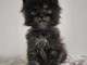 chaton Maine coon adorable disponible 