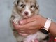Chiots berger australien lof m&acirc;le a donner 