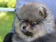 Chiots spitz allemand race pure 