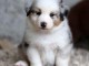 Je donne chiot berger australien 