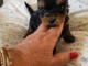 Chiots Yorkshire disponible &agrave; adopter 
