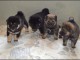 Adoption chiot Shiba inu disponible 