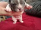 chiot bouledogue fran&ccedil;ais &agrave; donner 
