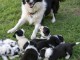 Chiots border collier a donner contre bon soin 