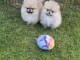 Chiots spitz nain disponible de suite 