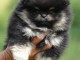 Je vends chiots spitz nain 