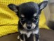 Chiots chihuahua disponible pour adoption 