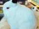 lapin disponible a donner 