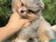 b&eacute;b&eacute; chiot spitz nain lof m&acirc;le a vendre 1200&euro;