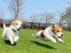 Chiots Jack Russell disponible 