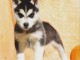 Chiots Husky sib&eacute;rien disponible 