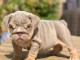 Chiots English bulldog m&acirc;le disponible 
