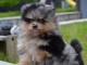 Chiots spitz allemand &agrave; adopter 