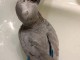 Perroquet gris du Gabon &agrave; vendre 