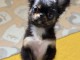 chiots chihuahua &agrave; vendre 