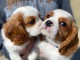 chiots cavalier king charle a donner 