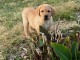 B&eacute;b&eacute; chiot labrador retriever &agrave; donner 