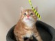 chaton roux a donner 