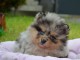 Je donne chiot spitz nain 