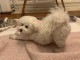 Je donne chiot bichon maltais disponible 