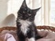 Chaton Maine coon &agrave; donner 