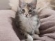 Magnifique chatons maine coon disponible 